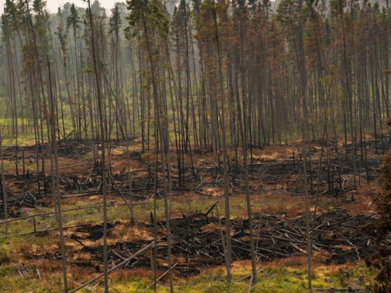 Ontario Wildfires Rage Out of Control: ओंटारियो में बेकाबू जंगल की आग, 2 वॉटरबॉम्बर के ग्राउंडेड होने से बढ़ी चिंता